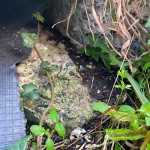 TJR Pest Control mouse entry point closed off